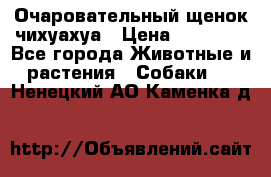 Очаровательный щенок чихуахуа › Цена ­ 40 000 - Все города Животные и растения » Собаки   . Ненецкий АО,Каменка д.